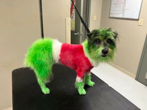 Christmas Creative Grooming, Dogs Dyed Hair, Dog Dye Ideas, Dog Painting Ideas, A Grinch Christmas, Dog Hair Dye, Creative Dog Grooming, Dog Dye, Green Hair Dye