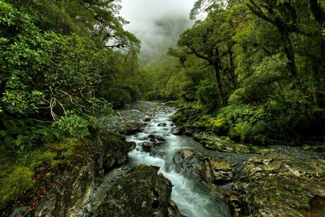 Temperate rain forests of New Zealand, from reddit's /u/eatakat Nature, Tsitsikamma National Park, Rainforest Biome, Jungle Images, Taroko National Park, Daintree Rainforest, Temperate Rainforest, Evergreen Forest, Some Beautiful Pictures