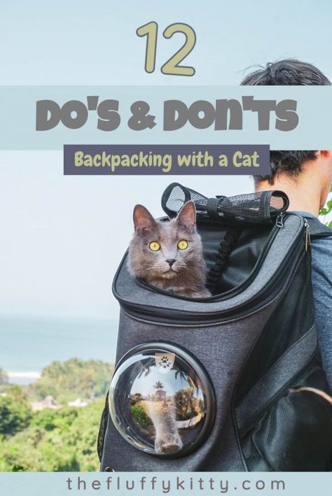 12 Do's and Don'ts of Backpacking with a Cat - Fluffy Kitty  #CatHowTo #AdventureCats Rv Pet, Kitten Lady, Cat Guide, Cat Tracker, Kitty Ideas, Cat Corner, Travel Cat, Fluffy Kitty, Cat Fluffy