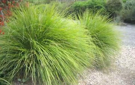 Miscanthus Gracillimus, Miscanthus Sinensis Gracillimus, Deer Resistant Shrubs, Miscanthus Sinensis, Deer Resistant Perennials, Air Cleaning Plants, Long Blooming Perennials, Perennial Grasses, Drought Tolerant Landscape