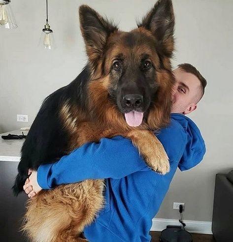 But there are some costs of this frienship Big German Shepherd, Chevy Trailblazer Ss, Baby German Shepherds, Trailblazer Ss, German Sheperd Dogs, Dog Golden Retriever, Best Guard Dogs, Gsd Dog, Chevy Trailblazer