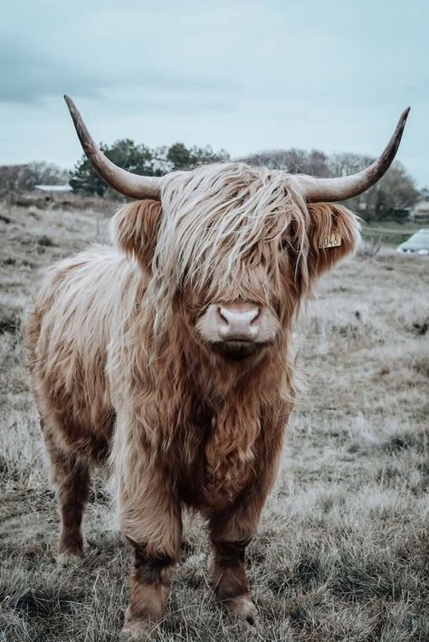 Highland Cow Photography, Long Hair Cow, Cow Cartoon Images, Mini Highland Cow, Highland Cow Painting, Cow Photography, Cow Wallpaper, Scottish Cow, Cow Print Wallpaper