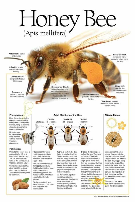 Honey Bee, Apis Melifera / Abeja | Bee facts, Backyard bee, Honey bee facts Bee Identification, Honey Bee Farming, Honey Ideas, Honey Bee Facts, Honey Bees Keeping, Bee Farming, Diy Bee, Types Of Bees, Backyard Bee