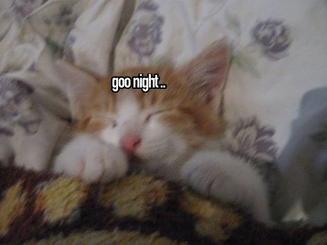 Silly Good Night, Good Night Kitty, Good Night Cat, Silly Cats Pictures, Cat Icon, Sleepy Cat, Cute Messages, Cat Boarding, Funny Reaction Pictures