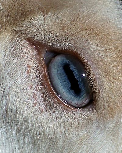 Nigerian Dwarf goat eye. flickriver.com Kunstjournal Inspiration, Pics Art, Art Reference Photos, The Eye, Drawing Reference, Art Inspo, Goats, Art Reference, Art Projects