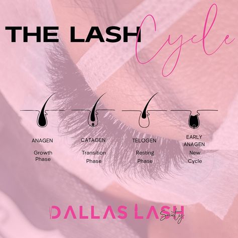 The Lash Cycle is a fascinating process that involves several distinct stages. Each eyelash goes through a natural cycle of growth, rest, and shedding, much like the hair on your head. The cycle consists of three main phases: anagen, catagen, and telogen. During the anagen phase, the lash is actively growing. This phase can last anywhere from 30 to 45 days. The length of this phase determines the length of the lash. Next, the catagen phase, also known as the transition phase, begins. This is ... Lash Cycle, Lash Growth, False Lashes, Your Head, Eyelashes, Makeup Tutorial, Lashes, Hair, Quick Saves