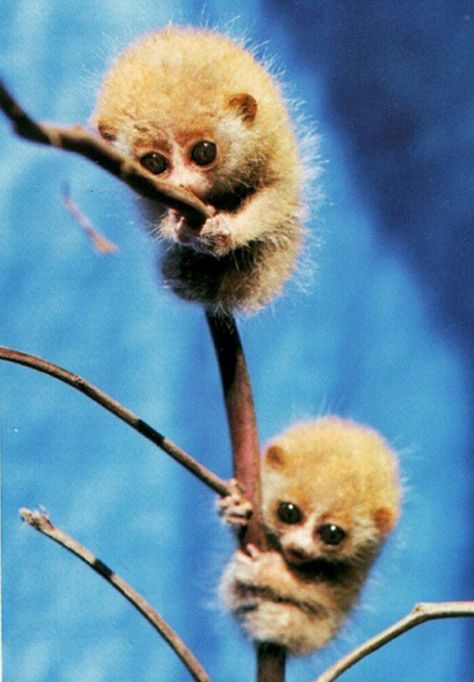 Baby loris - just a pix is enough to make me squeal. Slow Loris, Small Animals, Cute Animal Pictures, Cute Creatures, Sweet Animals, Animal Planet, Animal Photo, Cute Little Animals, Nature Animals