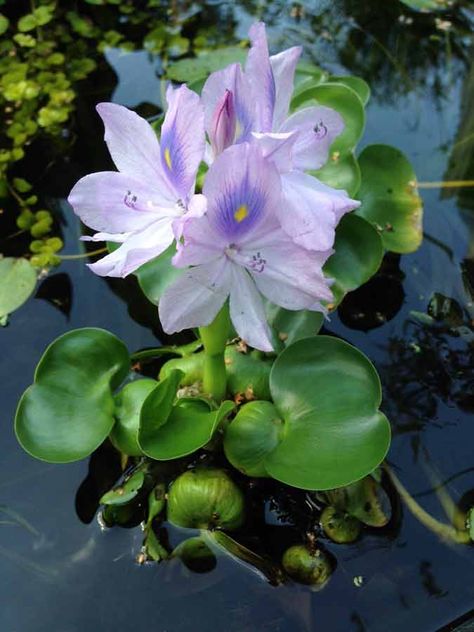 The best way to maintain clear healthy water is to incorporate a large number of plants into the pond in addition to proper filtration Water Plants For Ponds, Pnw Gardening, Floating Pond Plants, Mermaid Board, Goldfish Pond, Water Gardens Pond, Aquatic Garden, Backyard Pond, Pond Life