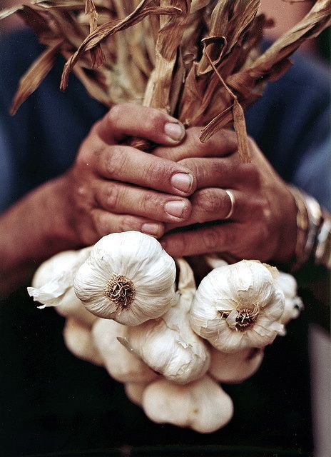 Garlic Garden, Grow Garlic, Natural Antibiotic, Vegetables Photography, Terrasse Design, Italian Market, Santa Margherita, Still Life Images, Hands Holding