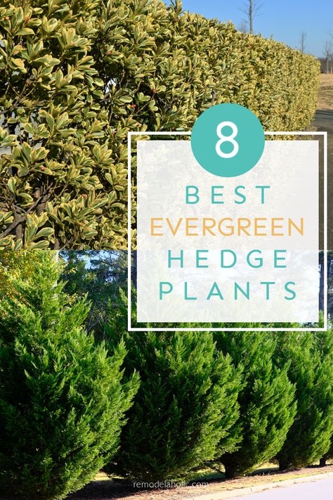 When you're looking to add privacy, create a border, or add height to your landscaping, you need a hedge! These 8 best evergreen hedge plants for your yard are versatile and beautiful shrub options all year long. Layered Hedge Landscaping, Evergreen Trees For Privacy, Fast Growing Privacy Shrubs, Hedges Landscaping, Cedar Hedge, Hedge Trees, Colorful Shrubs, Hornbeam Hedge, Hedge Plants