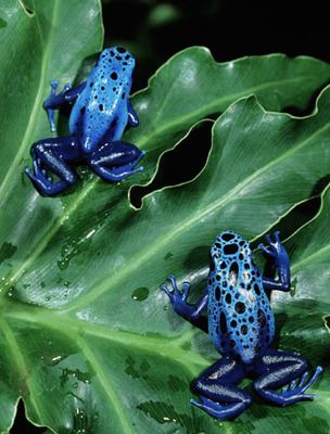 Dart Frog Tank, Dart Frog Terrarium, Strawberry Poison Dart Frog, Dart Frog Vivarium, Blue Poison Dart Frog, Frog Habitat, Poison Arrow, Frog Family, Frog Terrarium