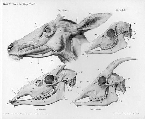 Anatomy Head, Skull Anatomy, Head Anatomy, Skeleton Anatomy, Goat Skull, Animal Anatomy, Animal Study, Anatomy For Artists, Deer Skulls