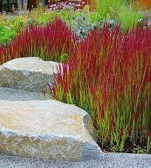 10 Stunning Red Ornamental Grasses | Balcony Garden Web Ornamental Grass Landscape, Red Grass, Japanese Garden Design, Grasses Landscaping, Red Baron, Grasses Garden, Rock Garden Landscaping, Have Inspiration, Sunrooms