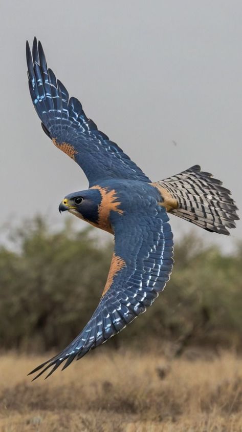 Golden Saker Falcon, Birds Of Prey Aesthetic, Falcon Pictures, Falcon Photography, Falcon Flying, Birds Flying Photography, Blue Falcon, Falcon Art, Birds Photography Nature