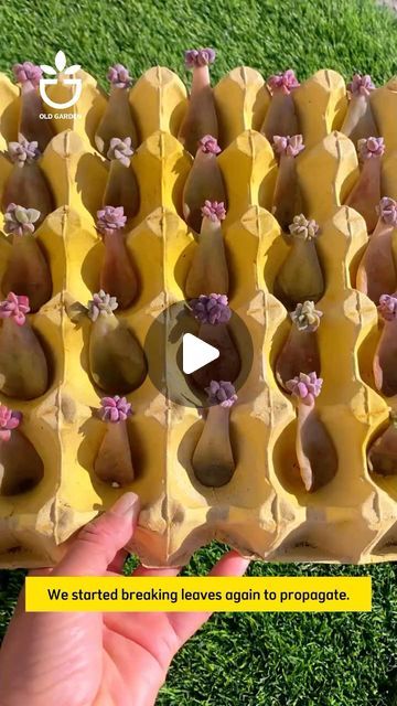 Succulent Pots Ideas, Succulents Propagating, How To Propagate Succulents, Closed Terrarium Plants, Mini Succulent Garden, Succulent Propagation, Growing Vegetables In Pots, Garden Gadgets, Garden Hacks Diy