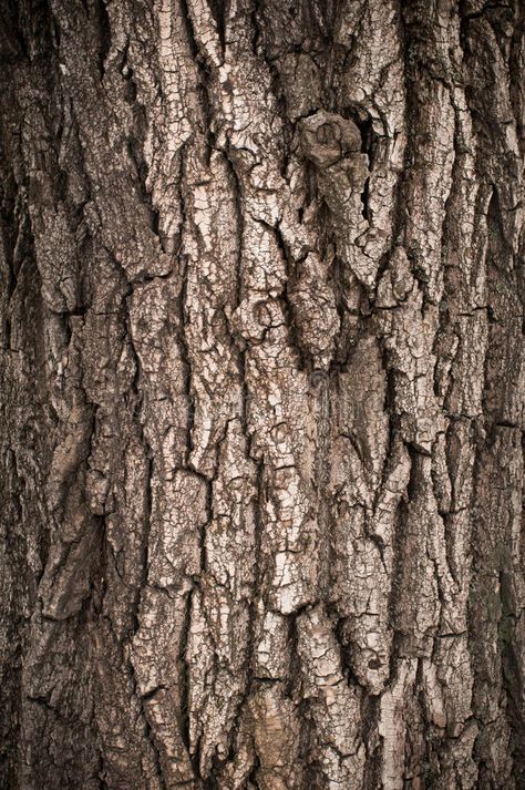 Small Details, Oak Tree, Texture