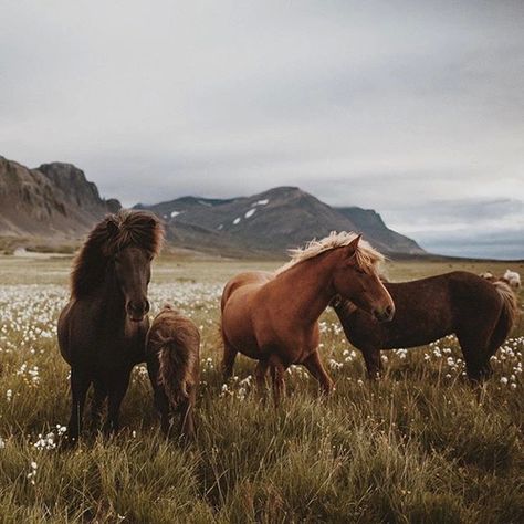 Icelandic Horse, Wild At Heart, All The Pretty Horses, Pretty Horses, Horse Photography, Horse Love, Horse Girl, The Grass, Wild Horses