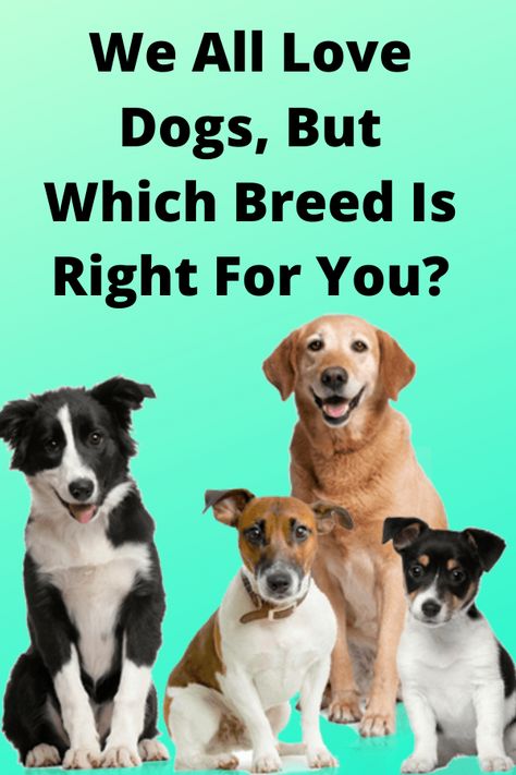 There's a dog breed out there for almost any type of temperament and personality. If you are thinking about adding a pet to the family, it is often best to do your research and pick a breed and a dog that matches your lifestyle. If you were a dog, what kind would you be? Take this puppy personality test to find out! #pets #dogs #dog #personality #quiz Dog Personality Types, What Dog Should I Get Quiz, Twin Puppies, Where To Pet A Dog, Dog Quizzes, Dog Breed Quiz, Best Family Dog Breeds, Dog Quiz, Dog Breeds Chart