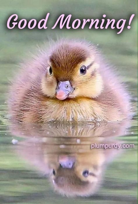 Earth Animals, Science Earth, Cute Ducklings, Nature Science, Pretty Birds, Jolie Photo, Cute Animal Pictures, Sweet Animals, Animal Photo