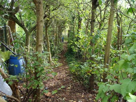 Lillie House Permaculture: Establishing a Food Forest Garden: Planting Density Permaculture Food Forest, Forest Gardening, Food Forest Garden, 35 Years Old, Permaculture Gardening, Permaculture Design, Edible Landscaping, Sustainable Agriculture, Food Forest