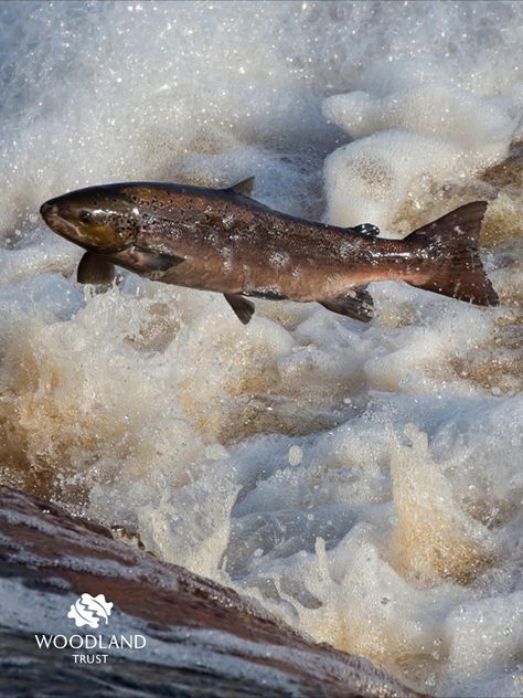 European Wildlife, Woodland Trust, Atlantic Salmon, Salmon Fish, British Wildlife, Cornwall England, Red Squirrel, Epic Journey, Blind Box