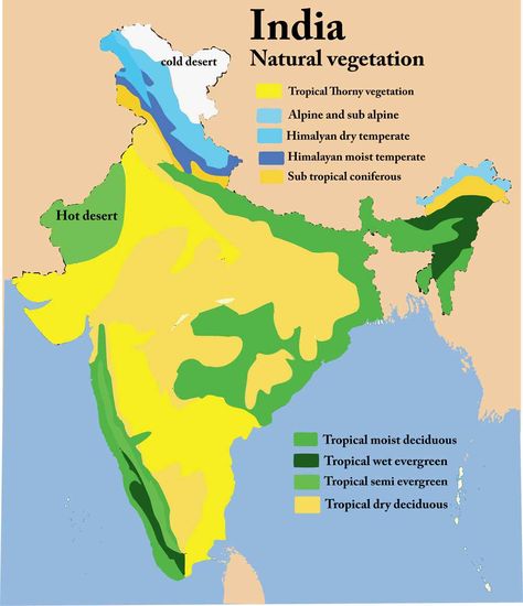 Natural Vegetation Ancient India Map, Geography Vocabulary, India World Map, Indian Geography, Natural Vegetation, Map Of India, Economic Geography, Ias Study Material, Cold Deserts