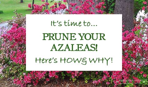 How, Why, & When to Prune Azaleas - Redeem Your Ground | RYGblog.com When To Prune Azaleas, Pruning Azaleas, Azaleas Landscaping, Azaleas Care, Azalea Shrub, Pruning Shrubs, Azalea Bush, Azaleas Garden, Garden Help