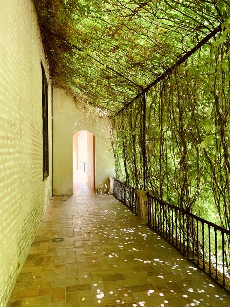 No filter... The green shone through this wall of vines which provided some much needed shade on this sunny HOT day in Seville, Spain. Vines On Home Exterior, Ivy On Balcony, Lattice Vine Wall, Vine Covered House, Vine Wall Outdoor, Vines On House Exterior, Vine Garden Ideas, Ivy Pergola, Wire Pergola