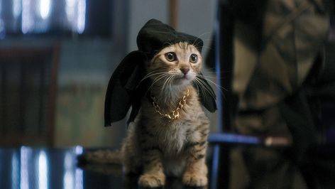 Paws up for rescued kitties! http://www.hollywoodreporter.com/news/keanu-kitten-how-a-cat-885258 Cutest Kittens Ever, Pinterest Cute, Hybrid Cat, Cat Movie, Pet Sematary, Cat Training, Puppies Funny, Comedy Central, Cat Costumes