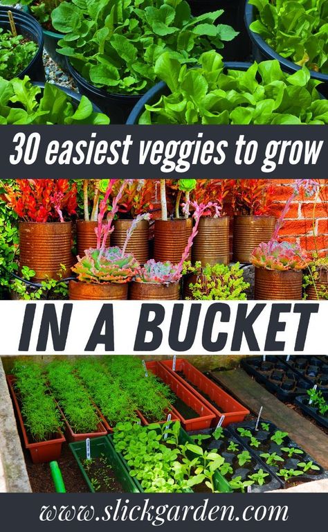 For a bucket garden, you will need 5-gallon buckets and a few 10-gallon buckets. Remember, do not use buckets that were filled with toxic chemicals to grow vegetables. Above Ground Gardens Diy, Veggies To Grow, Best Vegetables To Grow, Growing Vegetables At Home, Bucket Garden, Growing Vegetables Indoors, Growing Vegetables In Pots, Best Vegetables, Vegetables To Grow