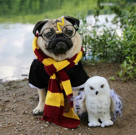 #Dougthepug #harrypotter Harry Potter Dog, Cute Pug Puppies, Doug The Pug, Funny Rats, Baby Pugs, Pug Pictures, King Of Pop, Pug Puppies, Dog Halloween Costumes