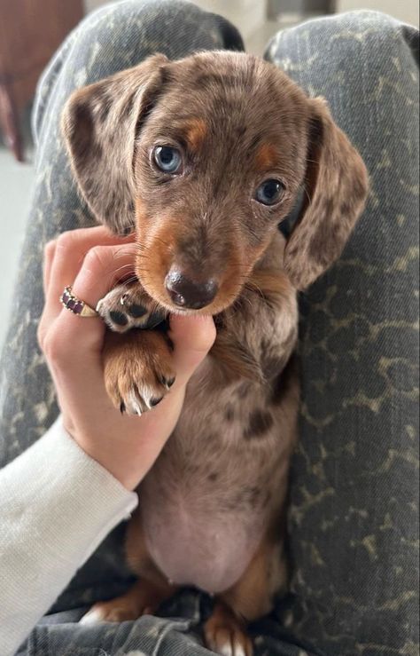 Weiner Dog Puppies, Dachshund Colors, Big Dogs Breeds, Biggest Dog In The World, Miniature Dachshund Puppies, Biggest Dog, Dog Mommy, Dachshund Puppy Miniature, Dogs Breeds