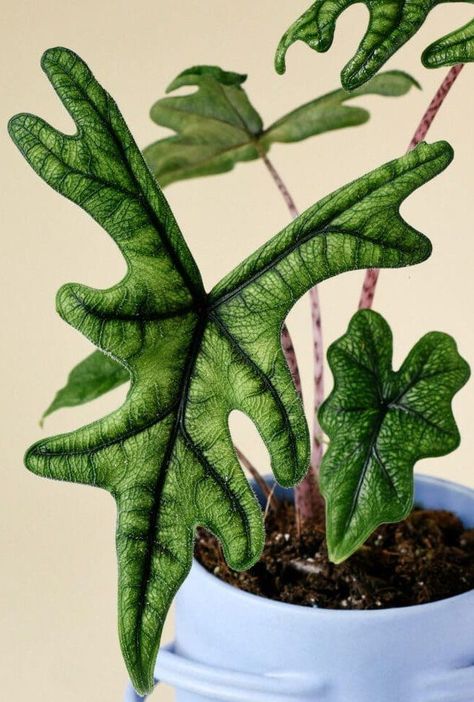 Rare Alocasia, Alocasia Jacklyn, Silver Plant, Indoor Plant Wall, Alocasia Plant, Green Veins, Hanging Plant Wall, Philodendron Monstera, Inside Plants