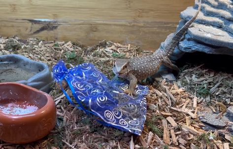 How To Provide Enrichment For A Variety of Reptile Species Reptile Enrichment, Bearded Dragon Toys, Reptile Pets, Sustainable Homestead, Hognose Snake, Reptile Care, Blue Tongue Skink, Pet Ball, Homestead Ideas