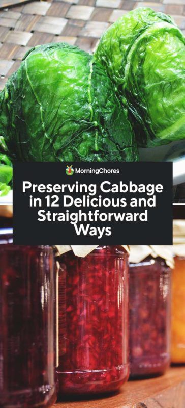 If you are suddenly inundated with cabbage heads from your harvest, you need to know about these methods of preserving cabbage to make them last for longer. How To Dehydrate Cabbage, Preserving Cabbage, Canning Cabbage Recipes, Preserve Cabbage, Canning Cabbage, Garden Schedule, Morning Chores, Preserving Vegetables, Inexpensive Dinners