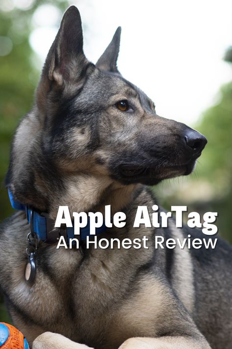 Dog trackers are one of the perks of modern dog ownership – but how does the Apple AirTag stack up? As always, I’ve been testing out the Apple Airtag in order to give you guys the best insight into these products that I possibly can. So, for the last 9 months or so, I’ve been looking into the Airtag and how you may be able to use it as a dog tracker. Read more on the blog! Apple Airtag Dog Collar, Dog Airtag, Tile Tracker, Dog Tracker, Diy Dog Collar, Collars Diy, Pet Blog, Apple Airtag, Three Dogs