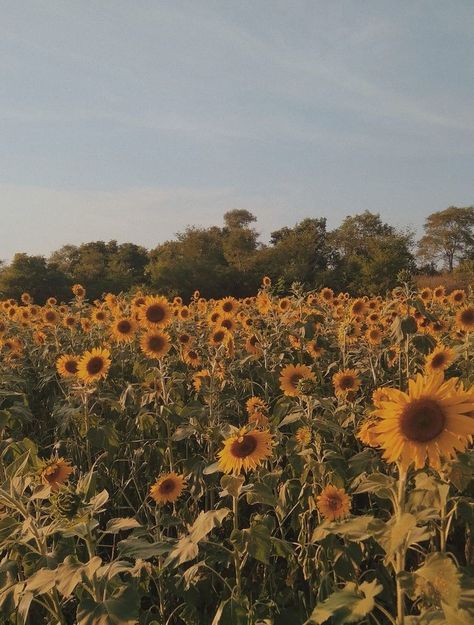 Image Positive, Sunflower Pictures, Sunflower Wallpaper, Sunflower Fields, Yellow Aesthetic, Mellow Yellow, Nature Aesthetic, Love Flowers, Summer Aesthetic