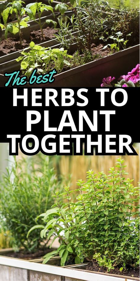 Companion plant your herb garden for optimal growth and flavor with these handy tips on the best herbs to plant together. Certain herbs thrive when paired together. Learn which herb combos enhance each other's growth plus which plants to keep separated. Master the art of companion planting with this guide to the best and worst herb pairings. Herbs To Plant Together, Raised Bed Herb Garden, Planting Raised Garden Beds, Herb Companion Planting, Herbs To Plant, Planting Layout, Raised Herb Garden, How To Grow Herbs, Companion Planting Chart