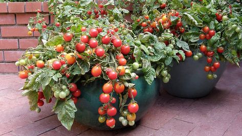 Vegetables can be grown in small spaces, like on patios or decks, using containers. Here are some tips for growing tomatoes, eggplants, Swiss Chard and other plants in a container garden. Tomato Container Gardening, Gemüseanbau In Kübeln, Vegetable Garden Beds, Indoor Vegetables, Vegetable Garden Planner, Growing Tomatoes In Containers, Container Vegetables, Vegetable Garden For Beginners, Indoor Vegetable Gardening