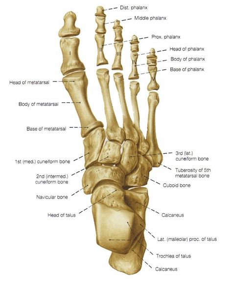 Foot bones Human Anatomy Picture, Joints Anatomy, Foot Anatomy, Anatomy Bones, Gross Anatomy, Anatomy Lessons, Human Body Anatomy, Anatomy Tutorial, Muscle Anatomy