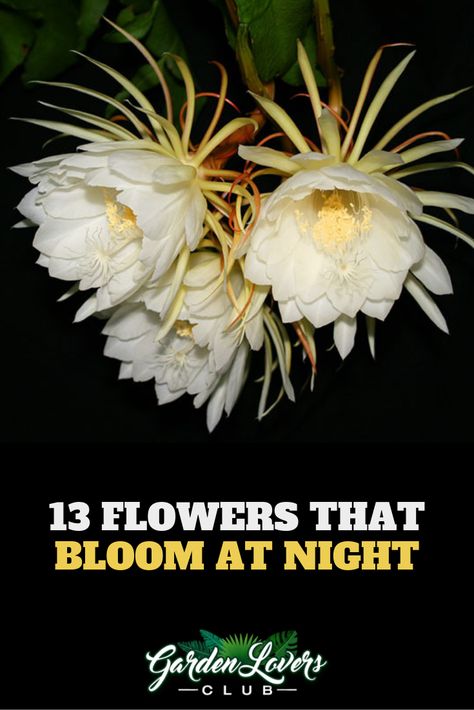 13 Flowers that Bloom at Night Lunar Garden, Primrose Plant, Night Blooming Flowers, Garden Paradise, 10 Flowers, Goth Garden, Flower Moon, Purple Plants, Magical Herbs