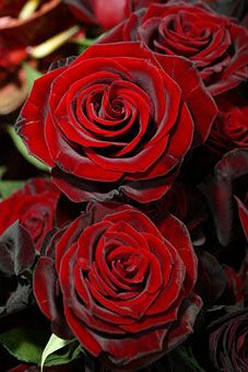 My favorite flower...black magic roses, i have a mister lincon, but i want a black magic and shakespear 2000! Black Magic Roses, Magic Rose, Coming Up Roses, Hybrid Tea Roses, Flowers Wallpaper, Beautiful Rose Flowers, Love Rose, Rose Garden, Black Magic