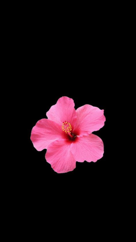 Hibiscus Flower Wallpaper Aesthetic, Flower Lockscreen, Pink Wallpaper Ipad, Flowers Black Background, Pink Flowers Background, Pink Flowers Wallpaper, Cute Summer Wallpapers, Bow Wallpaper, Black Background Wallpaper