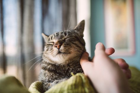 Your Cat Has a Much Deeper Emotional Connection to You Than You Might Think Cat Acne, National Best Friend Day, Older Cats, Image Cat, Happy Cat, Cat Owners, Tabby Cat, Cat Love, Pet Owners