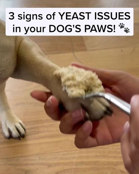 Here's Why You Shouldn't Ignore Your Dog's Paw Licking! | dog, paw | If your dog licks their paws it could be due to a yeast imbalance... Discover how thousands of owners are tackling this frustrating issue with the help... | By PetLab Co. Meds For Dogs, Dog Remedies, Dog Wellness, Dog Itching, Dog Info, Dog Care Tips, Dog Items, Pet Hacks, Nalu