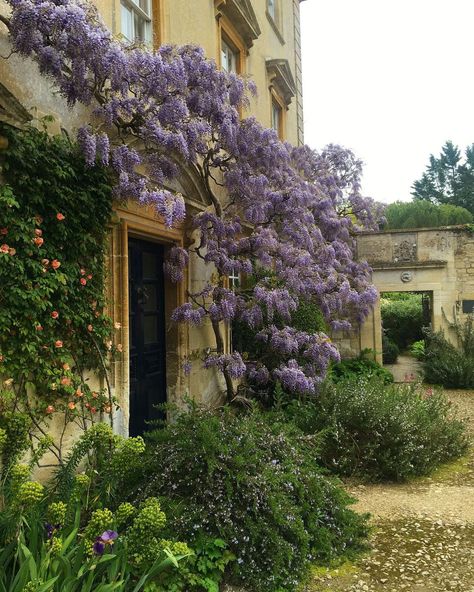 Iford Manor Estate & Gardens | WISTERIA SCENT - it’s heavenly and this particular wisteria on the front of the Manor has the strongest scent I have ever experienced with… | Instagram Weeping Wisteria Tree, Wisteria Tree Garden, Wisteria House, Wisteria Front Door, Wisteria Trees, Wisteria On House, Wisteria On Modern House, Ivy Growing On House, Wisteria Aesthetic