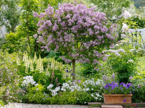 Syringa Meyeri 'Palibin', Lilac 'Palibin', Meyer Lilac 'Palibin', Dwarf Korean Lilac, Pink Lilac, Purple lilac Korean Lilac Tree, Lilac Tree, Coastal Gardens, Ornamental Trees, Traditional Garden, Plant Combinations, Garden Borders, Small Gardens, Shade Garden