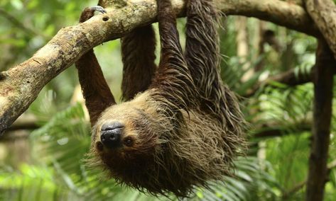 sloth Kuda Nil, Sloth Photos, Sloth Facts, Amazon Animals, Two Toed Sloth, A Sloth, Cute Sloth, Narwhal, Canvas Home