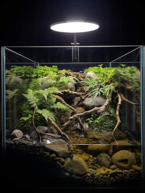 55 Gallon Paludarium, Small Paludarium Ideas, Paludarium Ideas Diy, Asian Forest Scorpion Enclosure, Paludarium Ideas Waterfalls, Small Paludarium, Vampire Crab Paludarium, Paladarium Design, Cave Terrarium