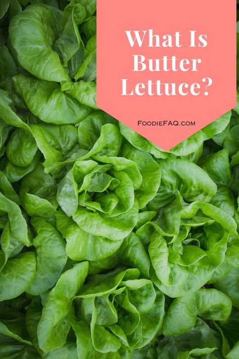 What is Butter Lettuce? Butter Lettuce has large fluffy leaves; it's tender and has a buttery texture, which makes it such a delight to eat. Butter Crunch Lettuce Recipes, Butterhead Lettuce Recipes, Butter Lettuce Recipes, Butter Crunch Lettuce, Lettuce Benefits, Bitter Lettuce, Bib Lettuce, Bread Replacement, Types Of Lettuce